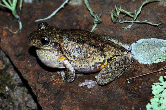 Sivun Litoria peronii (Tschudi 1838) kuva