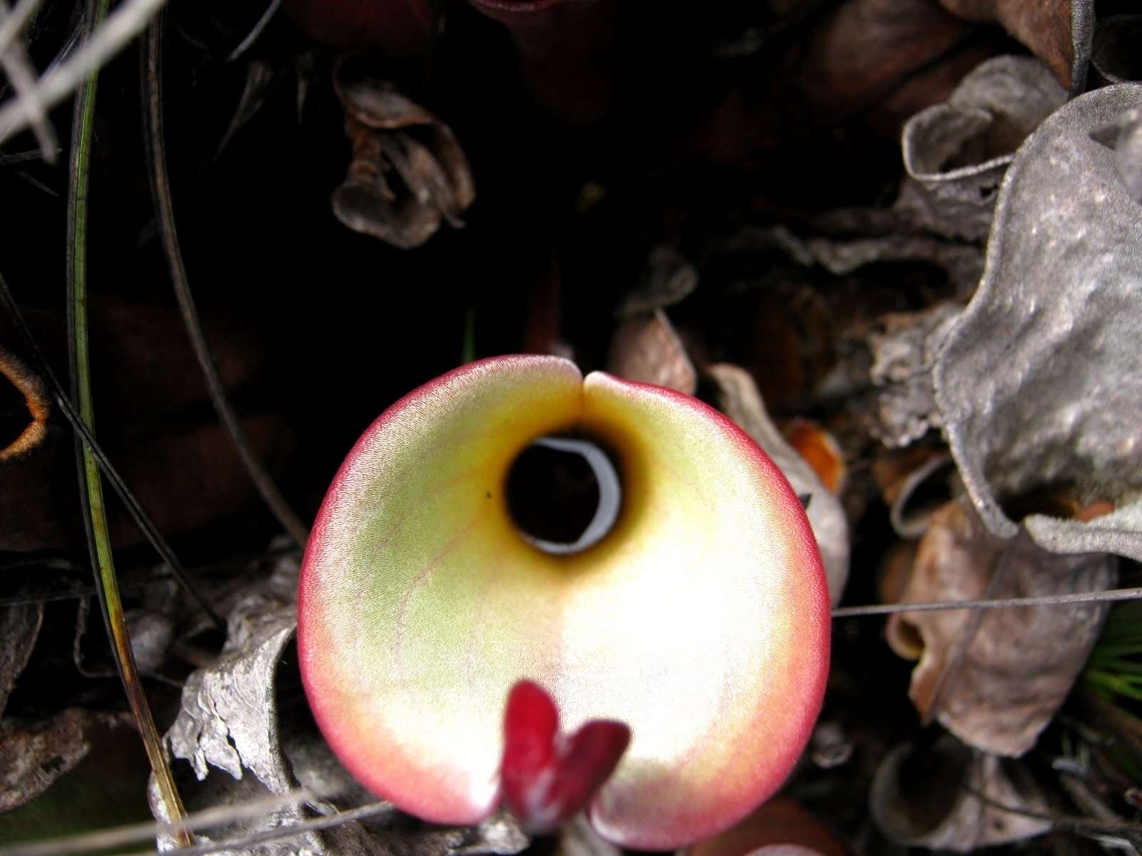 Image of Heliamphora nutans Benth.