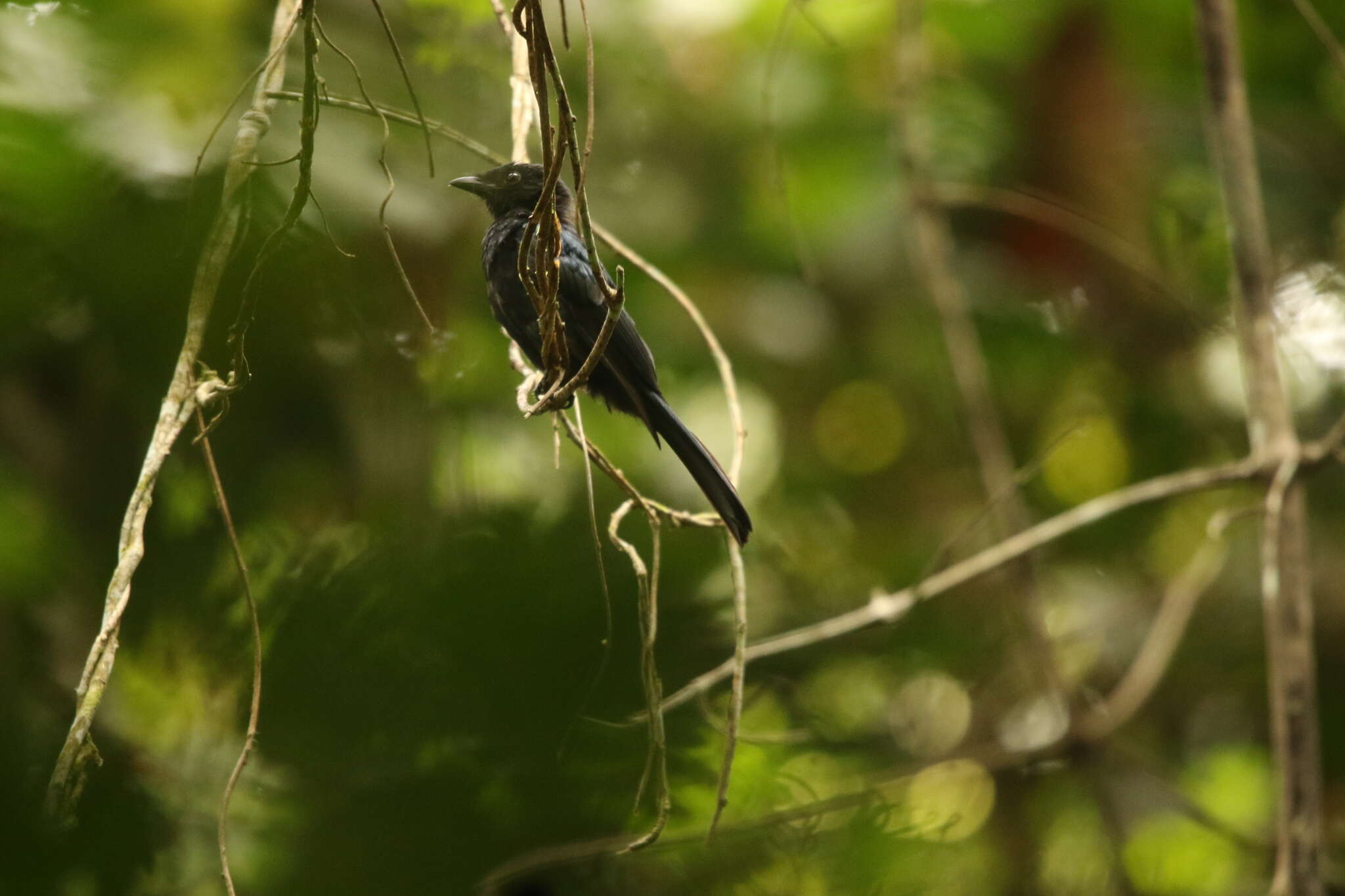 صورة Dicrurus atripennis Swainson 1837