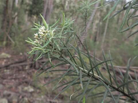 Ozothamnus conditus (Wakef.) A. A. Anderberg resmi