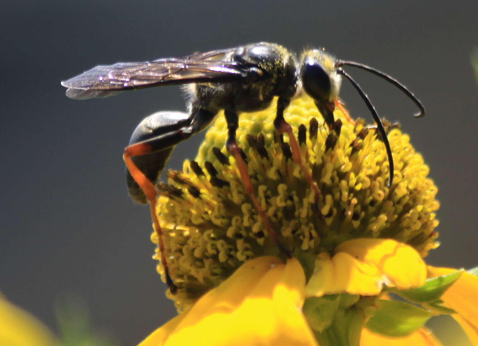 Image of Katydid Wasp