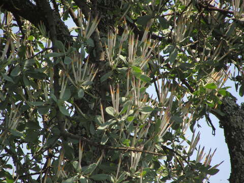 Слика од Agelanthus natalitius (Meissn.) R. M. Polhill & D. Wiens