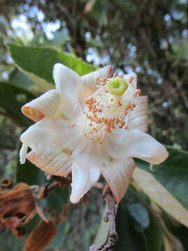 Plancia ëd Luehea grandiflora C. Mart.