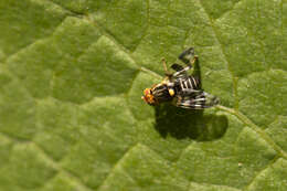 Image of cherry fruit fly