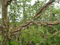 Image of Dutch elm disease