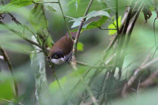 Image of Dark-fronted Babbler