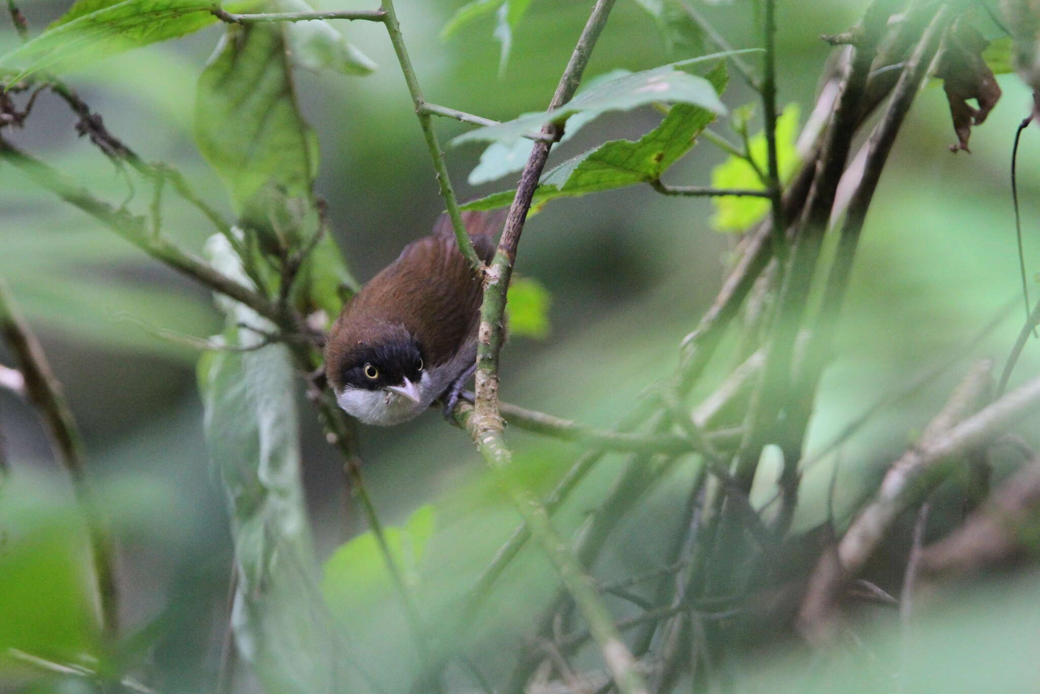 Слика од Dumetia atriceps (Jerdon 1839)