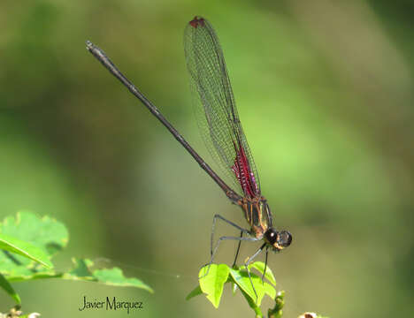 Image of Hetaerina rosea Selys 1853