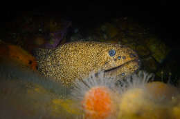 Image of Griffin&#39;s moray