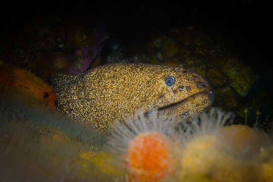 Image of Griffin&#39;s moray