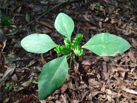 Image of Euphorbia comosa Vell.