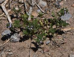 Image de Verbena bracteata Cav. ex Lag. & Rodr.