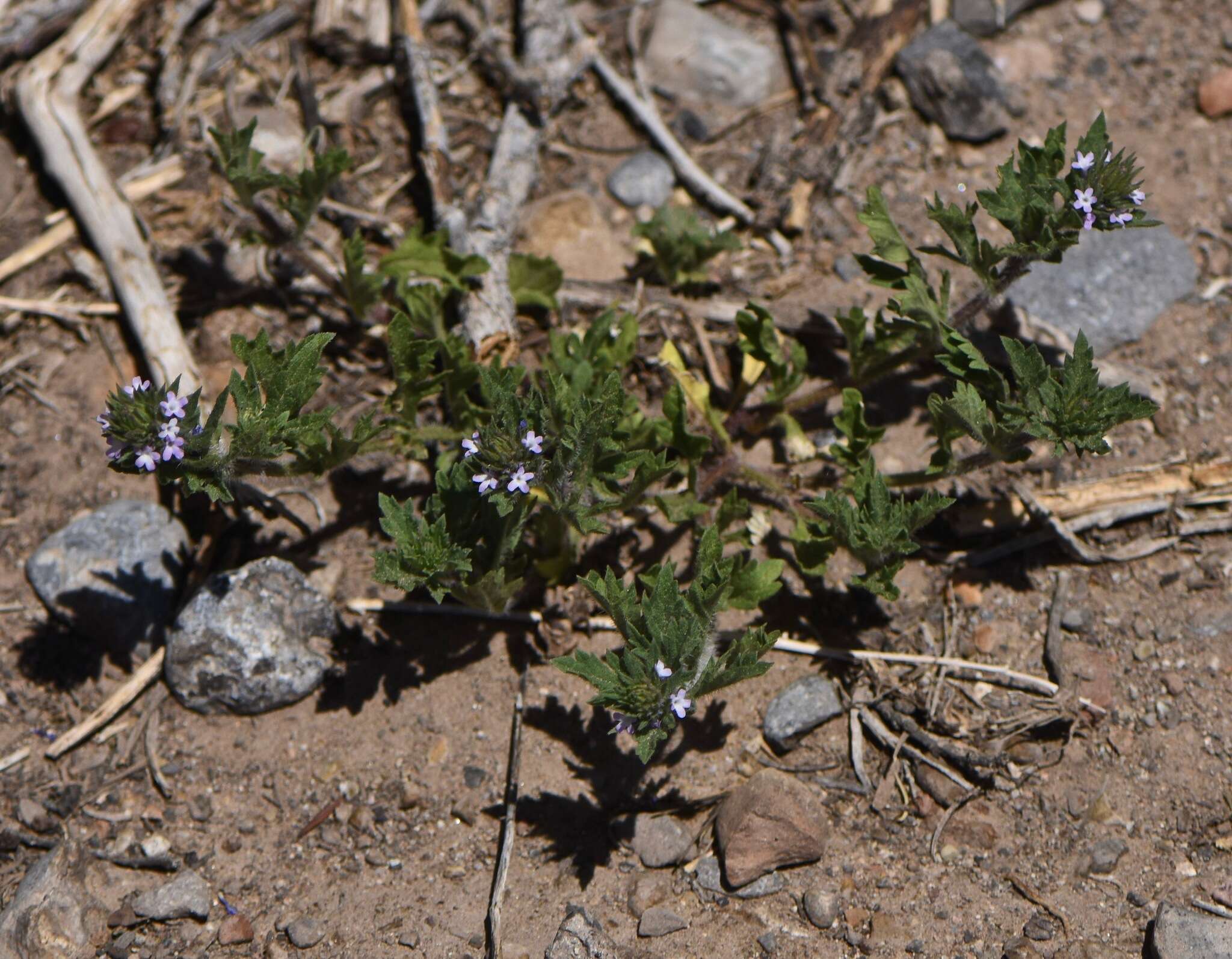 Image de Verbena bracteata Cav. ex Lag. & Rodr.