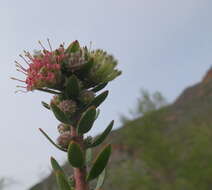 Image of Leucospermum royenifolium (Salisb. ex Knight) Stapf