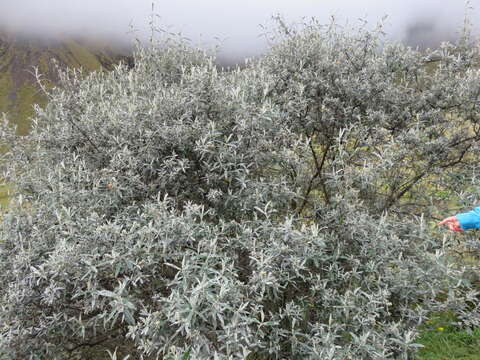 Image of Buddleja montana Britton