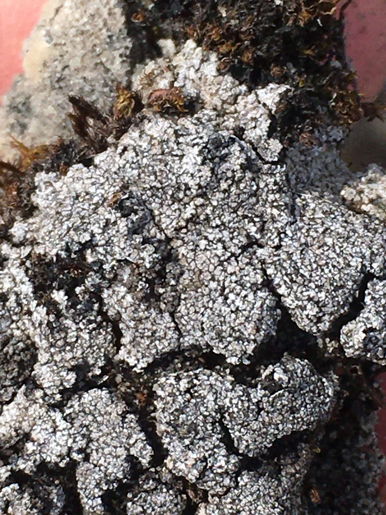 Image of earth lichen