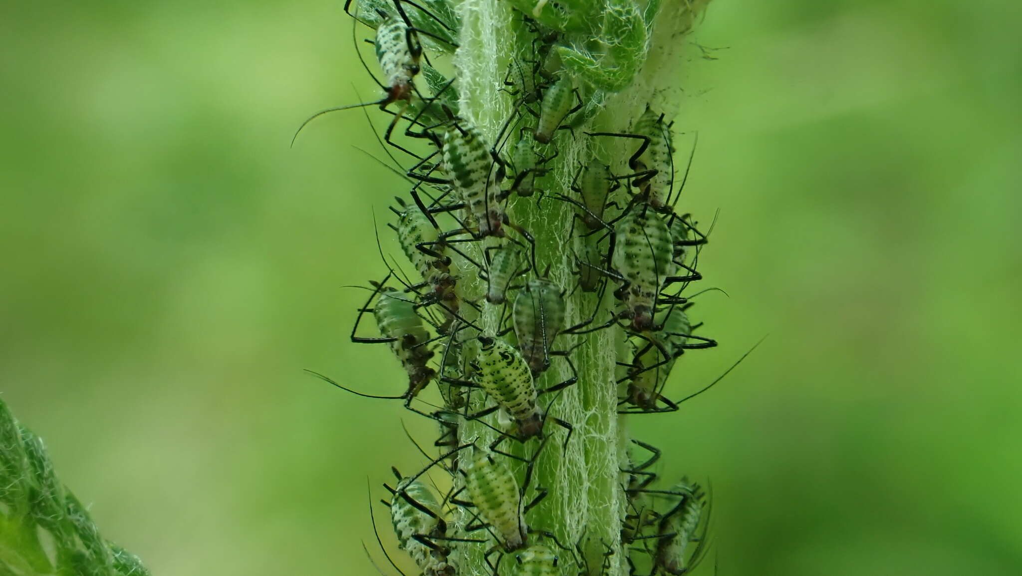 Sivun Macrosiphoniella (Macrosiphoniella) millefolii (De Geer 1773) kuva