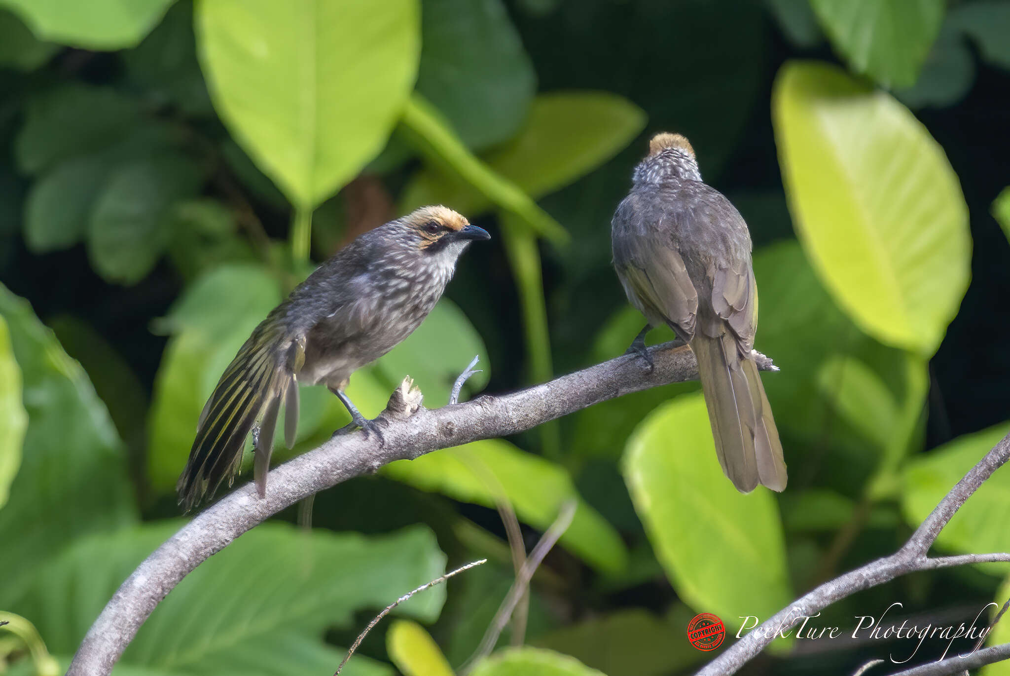 Image of Straw-crowned Bulbul