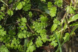 Image of Leptinella dispersa subsp. dispersa