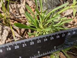 Image de Silene caroliniana subsp. pensylvanica (Michx.) R. T. Clausen