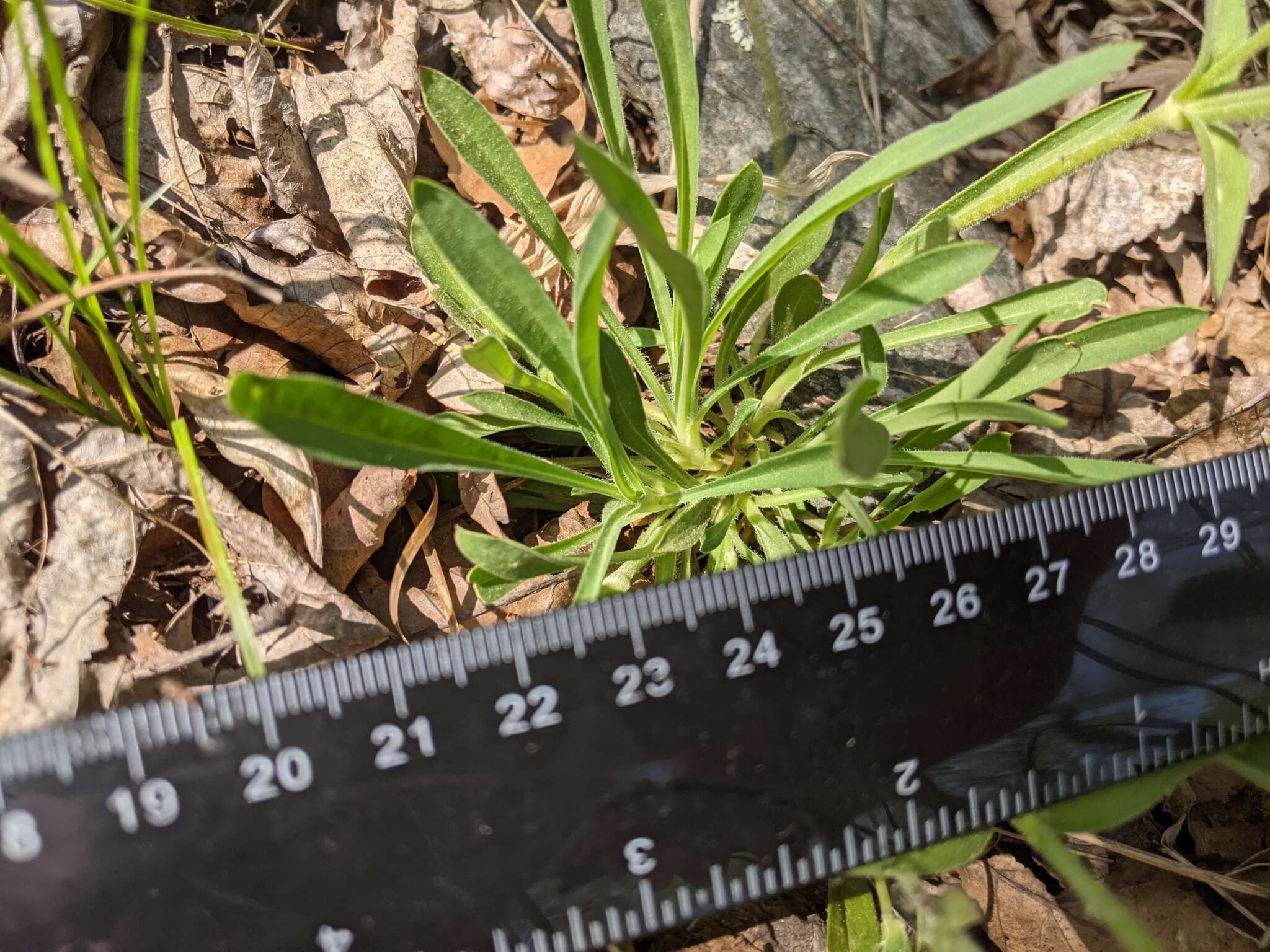 Silene caroliniana subsp. pensylvanica (Michx.) R. T. Clausen resmi