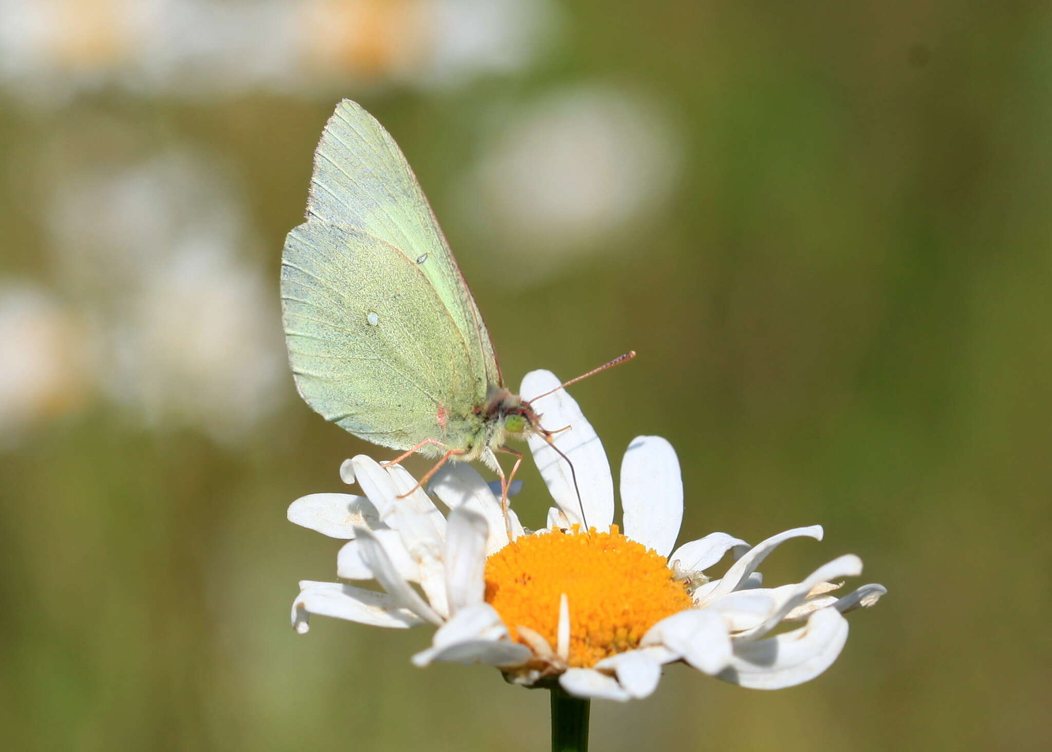 Image de solitaire