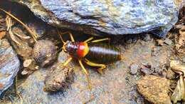 Image of Sierra Nevadan Saddle Bush-cricket