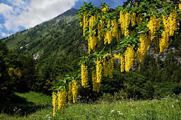 Plancia ëd Laburnum alpinum (Mill.) Bercht. & J. Presl