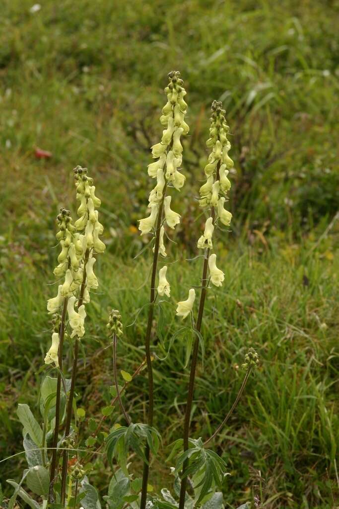 Image of Aconitum krylovii Steinb.