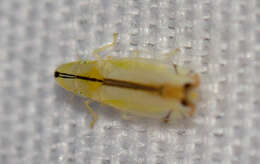 Image of Two-spotted leafhopper