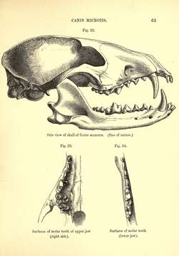 Image of Short-eared Dogs