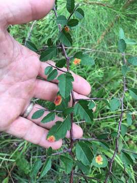 Image of sweet crab apple