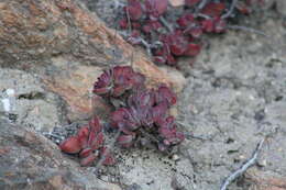 Image of Crassula atropurpurea var. muirii (Schönl.) G. D. Rowley