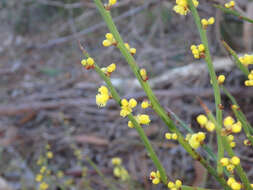 Image of spiny wattle