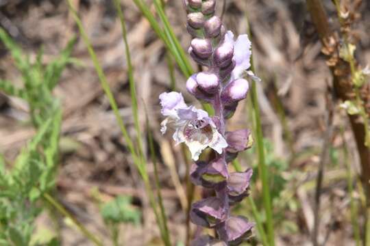 Image of Centerville brazos-mint