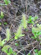 Image of blueberry willow