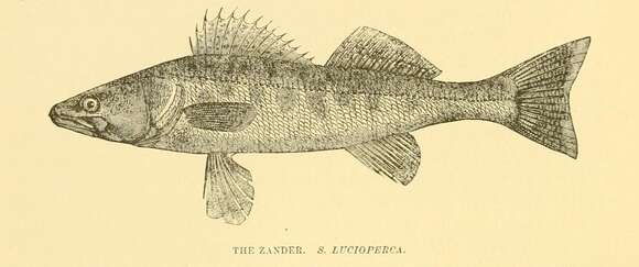 Image of pikeperch, zander