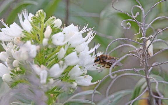 Слика од Eucera gracilipes Pérez 1895