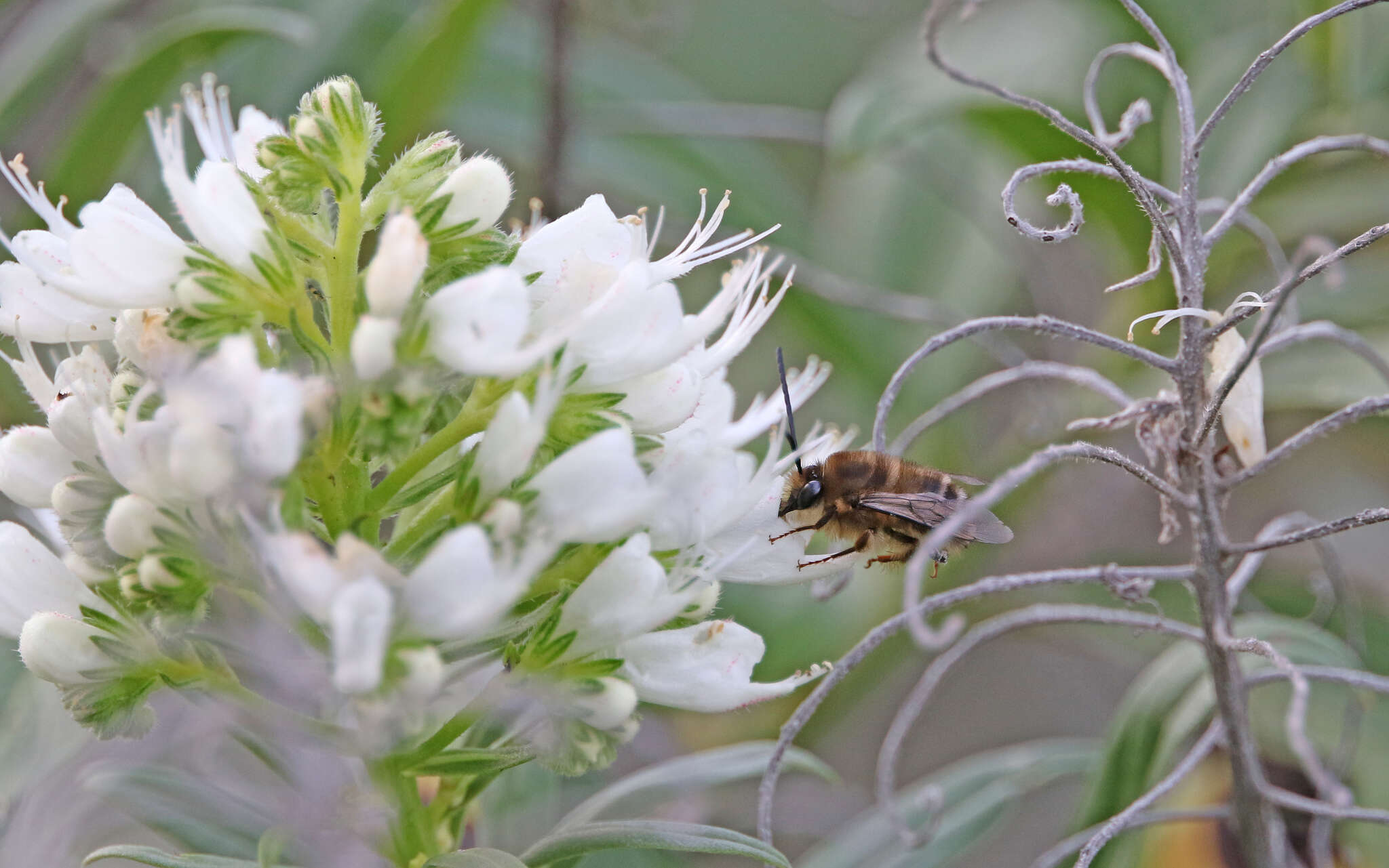 Image of Eucera gracilipes Pérez 1895