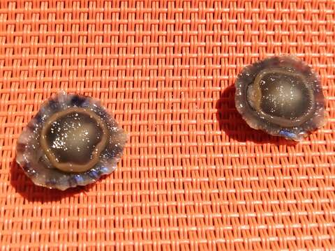 Image of Mediterranean limpet