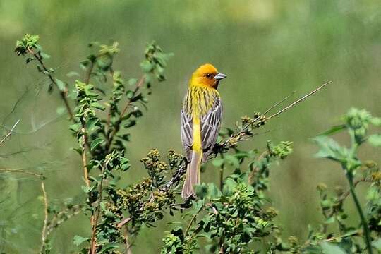 Image of Brown-headed Bunting