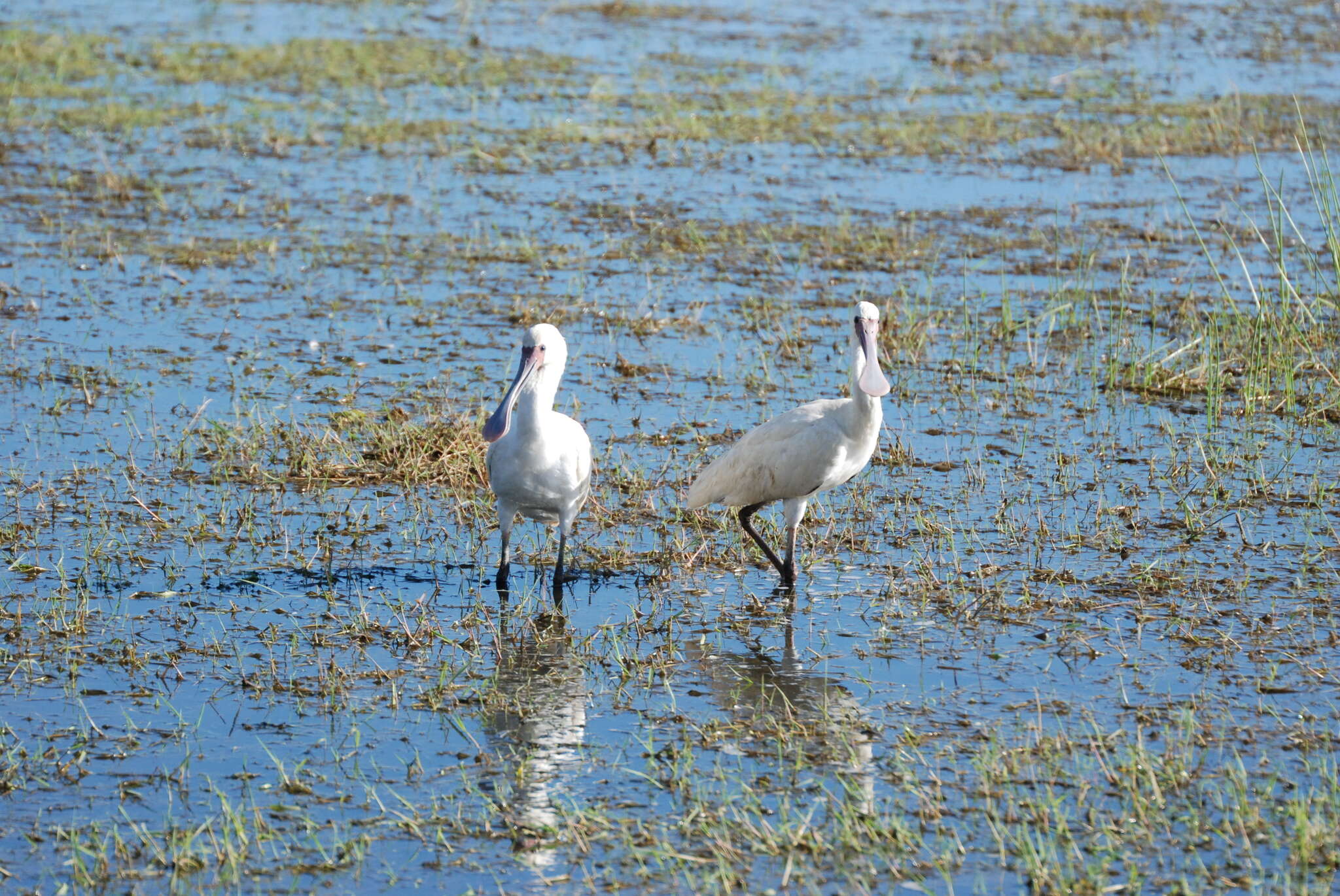 Image of African Spoonbill