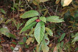 Imagem de Clerodendrum deflexum Wall.