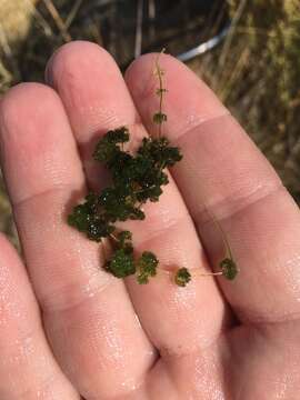 Image of Many-branched Stonewort