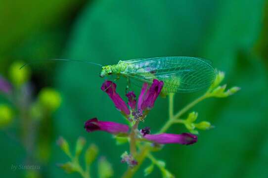 Image de Chrysopa abbreviata Curtis 1834