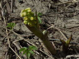 Petasites spurius (Retz.) Rchb.的圖片