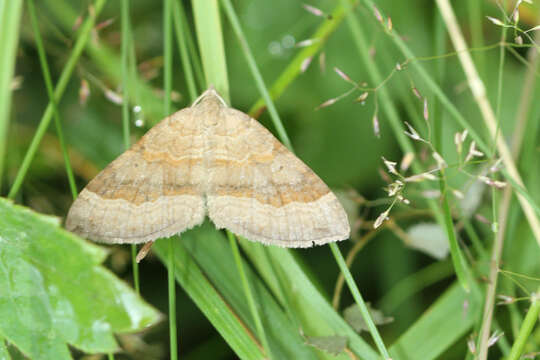 Image of shaded broad-bar