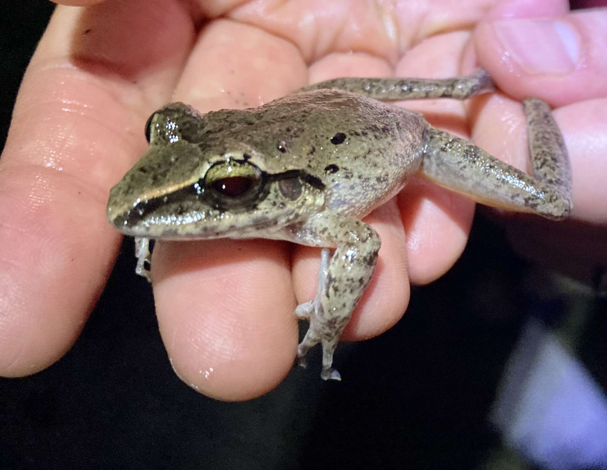 Image of Robber Frog