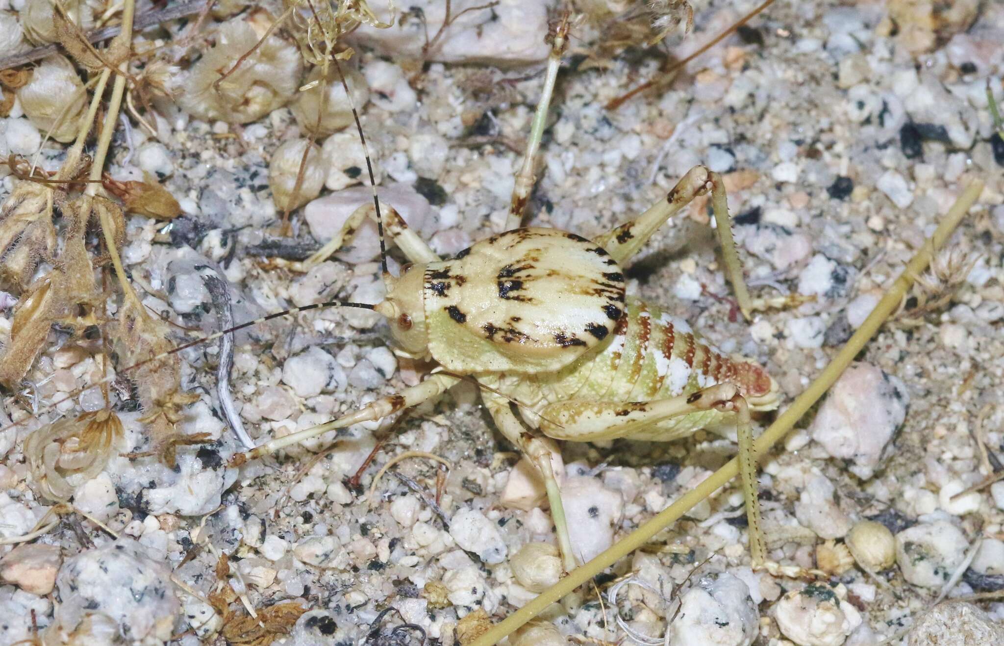 Image of Aglaothorax ovata gigantea (Rentz, D. C. F. & Birchim 1968)