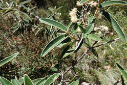 Image de Olearia alpicola (F. Müll.) F. Müll.